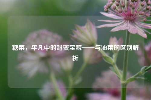 糖菜,平凡中的甜蜜宝藏——与油菜的区别解析